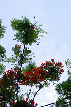 天空下的樹枝與紅花