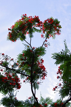 天空下的樹枝與紅花