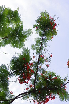 天空下的樹枝與紅花