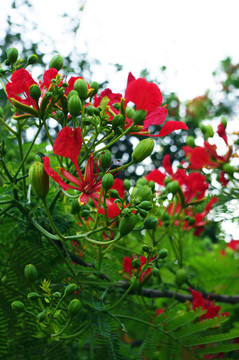 紅花綠葉