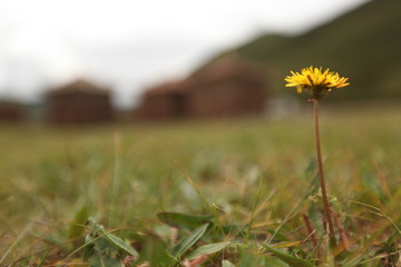 獨花
