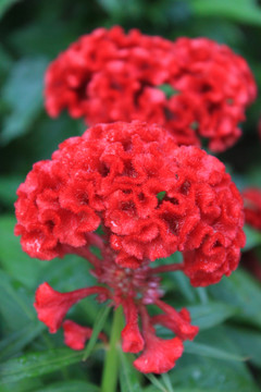 雞冠花