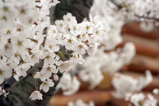 櫻花