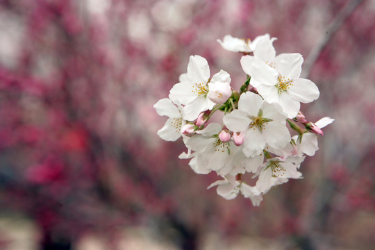 櫻花