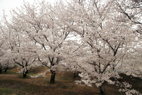 櫻花