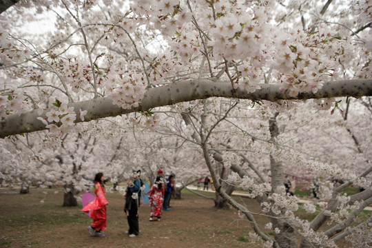 櫻花