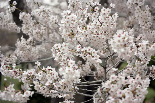 櫻花