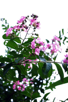 紫薇花