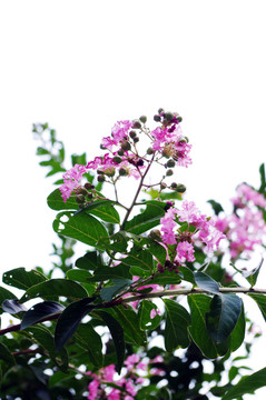 紫薇花