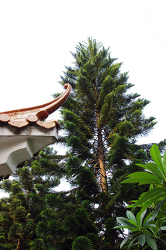 公園松樹(shù)