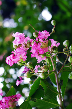 紫薇花