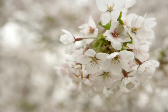 櫻花