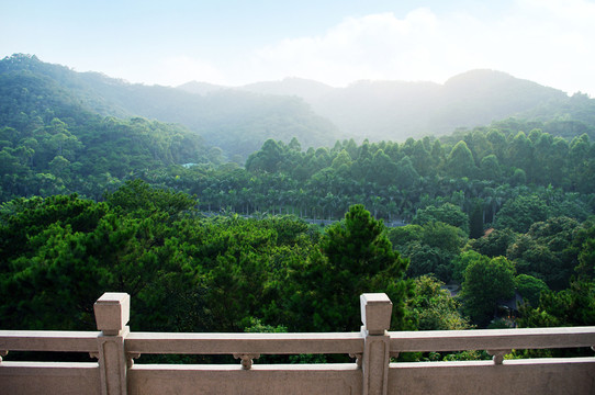 東莞虎英郊野公園 叢林風(fēng)光