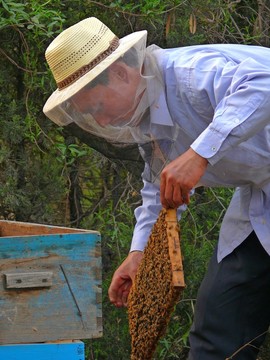養(yǎng)蜂人