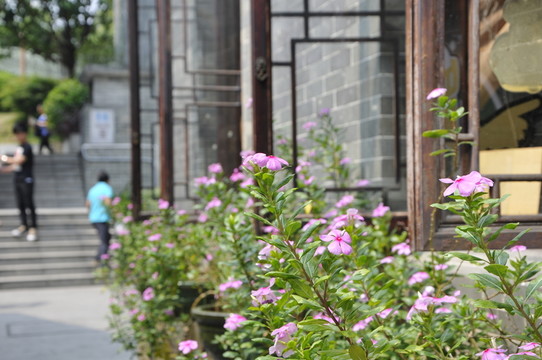 嶺南印象園 長春花