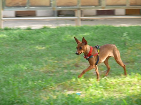 鹿犬