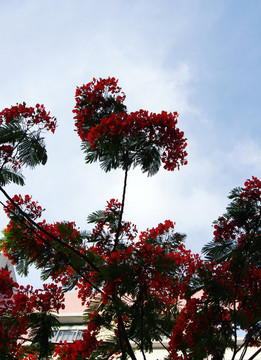 天空下的樹枝與紅花