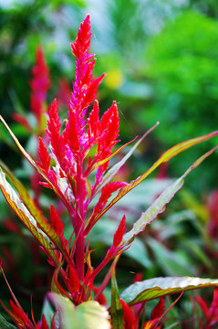 雞冠花