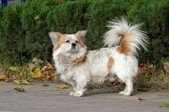 一只寵物犬