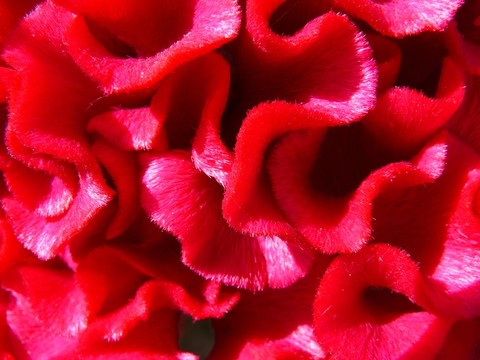雞冠花特寫(xiě)
