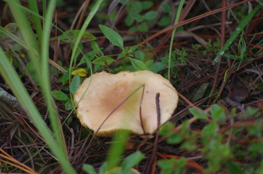 蘑菇