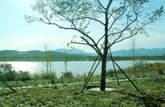 蓮石湖公園   大樹  湖水 遠山