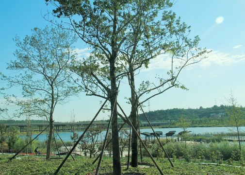 蓮石湖公園   大樹  湖水