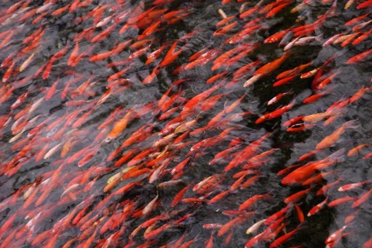 紅色鯉魚