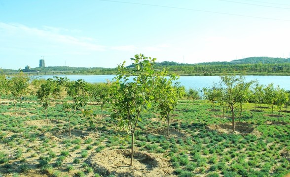 新建的綠地  新栽的樹
