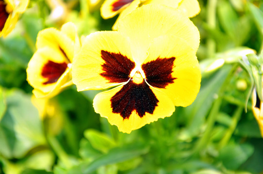 濟(jì)寧百花園 蝴蝶花