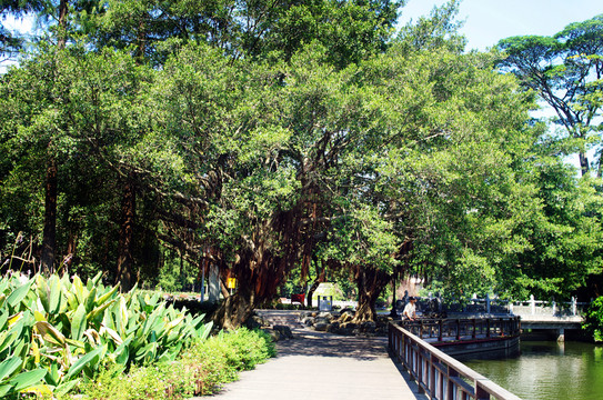 深圳荔枝公園樹木