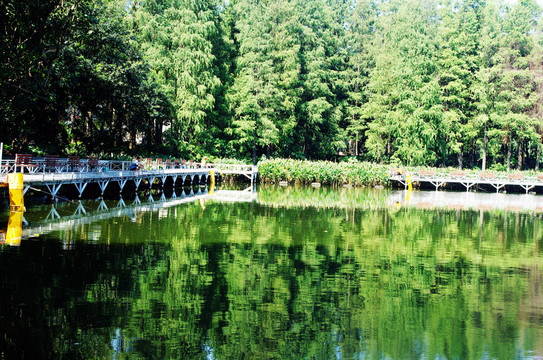 深圳荔枝公園釣魚區(qū)風(fēng)景