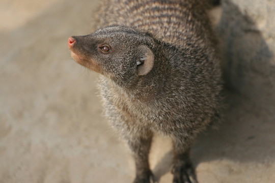 獾