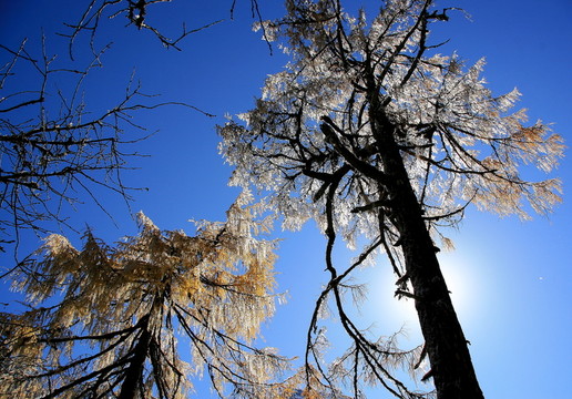 雪松