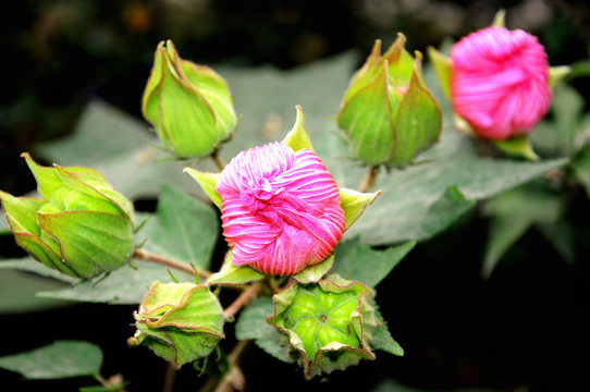 花蕾