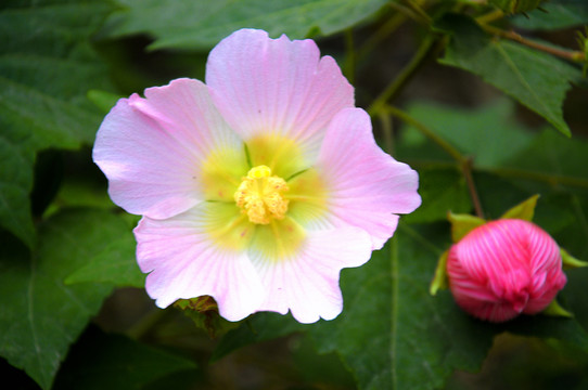 木槿花