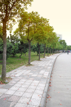 大學(xué)校園