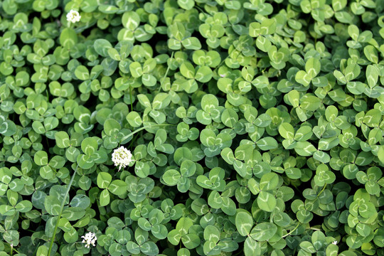 綠色小葉草
