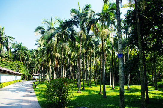 深圳蓮花山公園棕櫚樹林