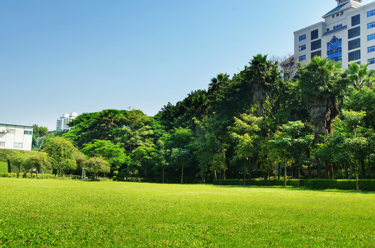 深圳荔枝公園草坪風(fēng)光