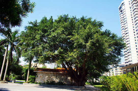 深圳荔枝公園大樹