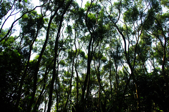 深圳蓮花山公園樹(shù)林