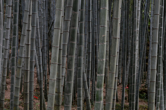 竹林