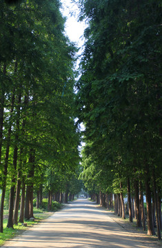 杉樹林