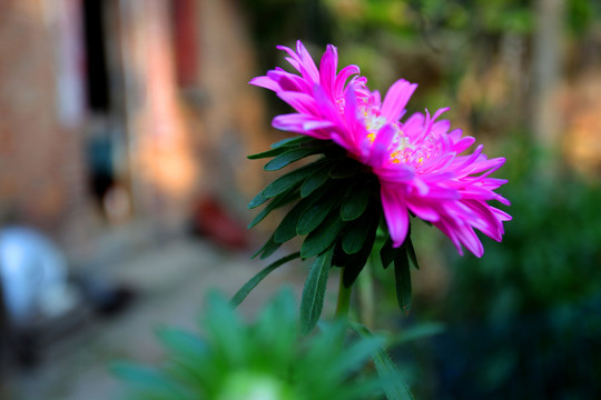 秋菊