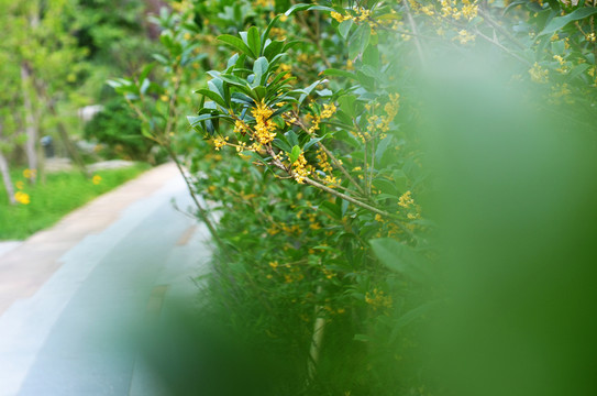 桂花樹