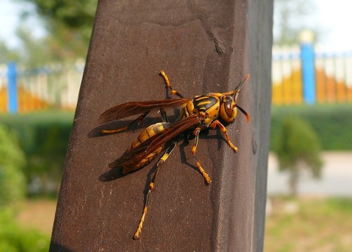 大黃蜂