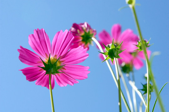 生如夏花