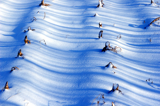 雪譜