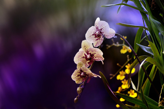 蘭花